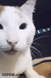 Close Up White Cat Face GIF