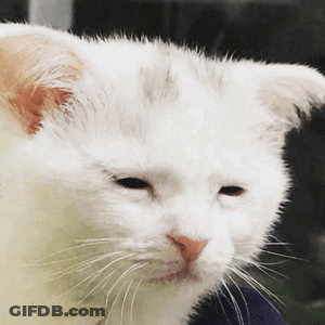 Close Up White Cat Face GIF