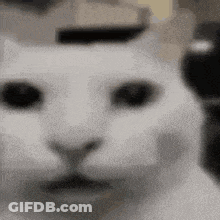 Close Up White Cat Face GIF
