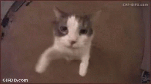 Close-Up White Cat Face GIF
