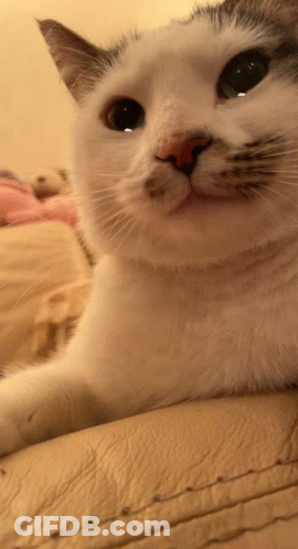 Close Up White Cat With Red Nose GIF
