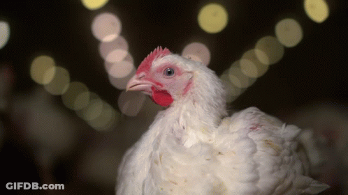 Close Up White Chicken With Red Head GIF