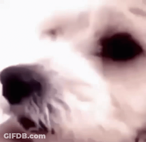 Close Up White Dog Face Black Nose Eyes GIF
