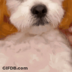 Close-Up White Dog With Black Nose GIF