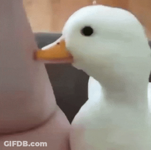 Close Up White Duck With Orange Beak GIF