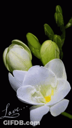Close Up White Flower With Love Written On It GIF