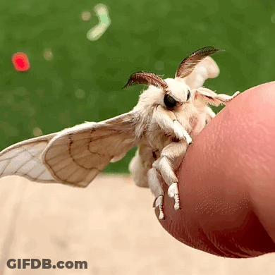 Close Up White Moth On Finger GIF