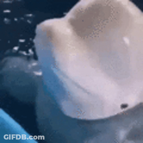 Close Up White Object In Blue Bowl GIF