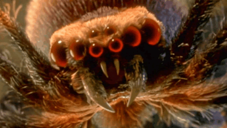 Close Up With Scary Spider GIF