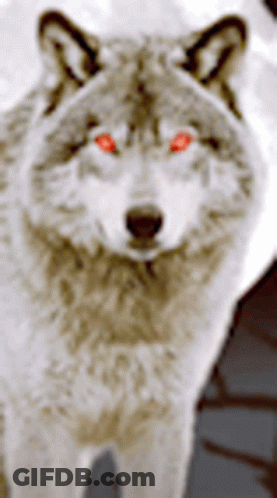 Close Up Wolf Face With Red Eyes GIF