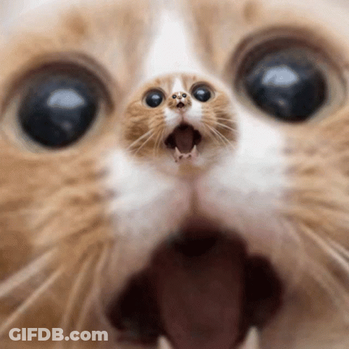 Closeup Cat Mouth Open GIF
