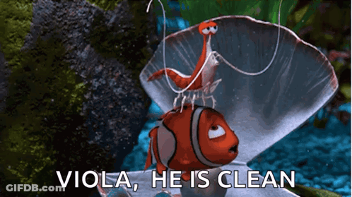Clown Fish And Shrimp With Viola He Is Clean GIF