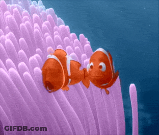 Clown Fish Laying On Purple Sea Anemone GIF