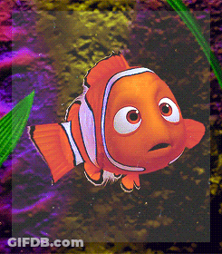 Clown Fish With Big Eyes GIF