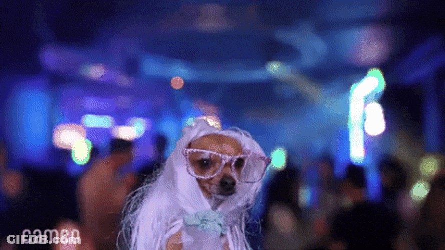 Clubbing Chihuahua Girl GIF