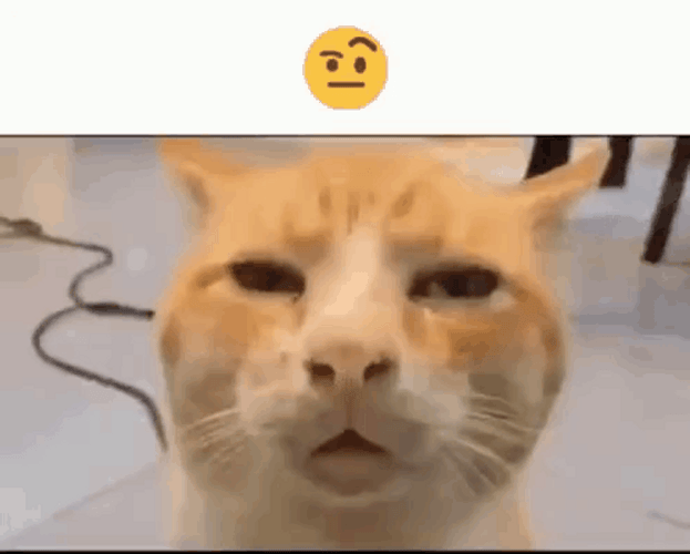 Clueless Cat Deep Thinking Meme GIF