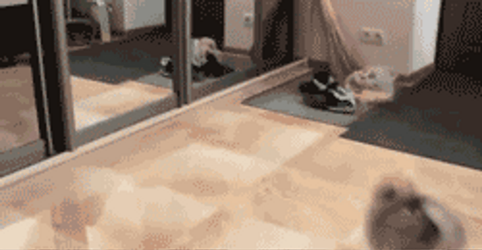 Clueless Little Dog GIF