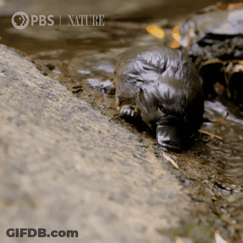 Clumsy Baby Platypus GIF