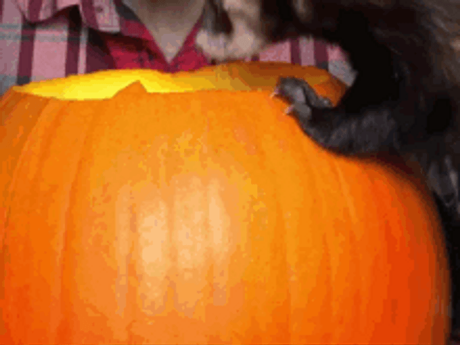 Clumsy Ferret Animal GIF