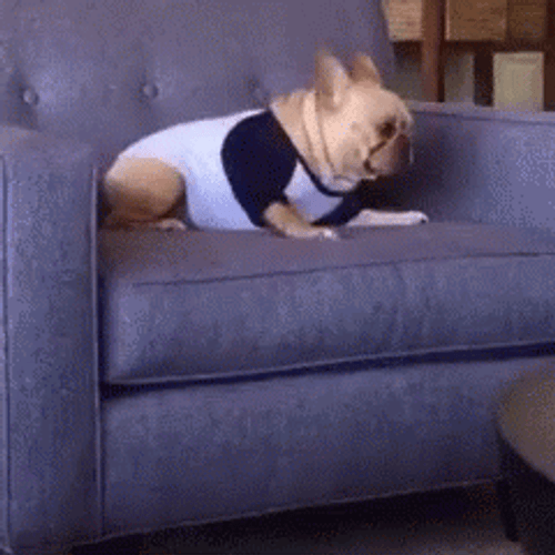 Clumsy Frenchie Dog Falling GIF