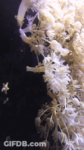 Cluster Of White Flowers On Black Background GIF