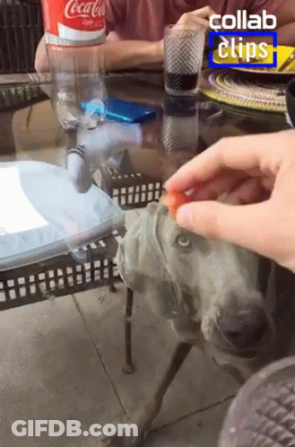 Coca Cola Bottle On Table GIF