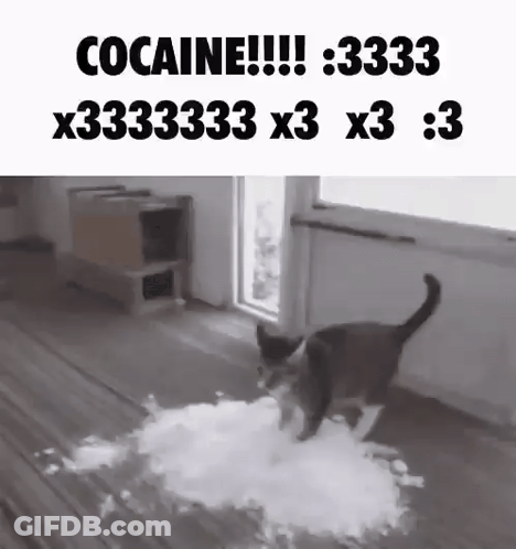 Cocaine Cat GIF