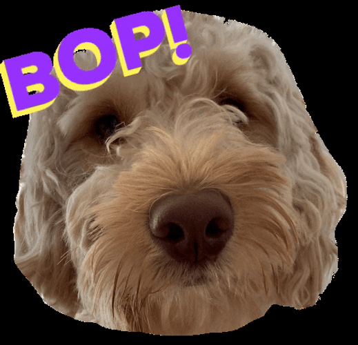 Cockapoo Notti Bop GIF