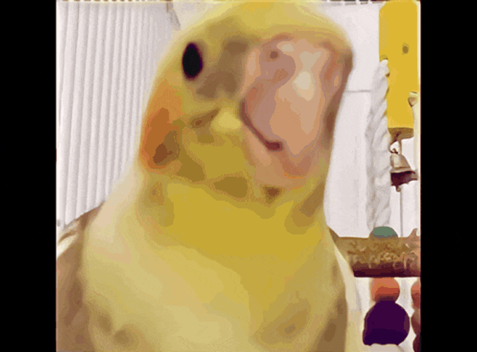 Cockatiel Parrot GIF