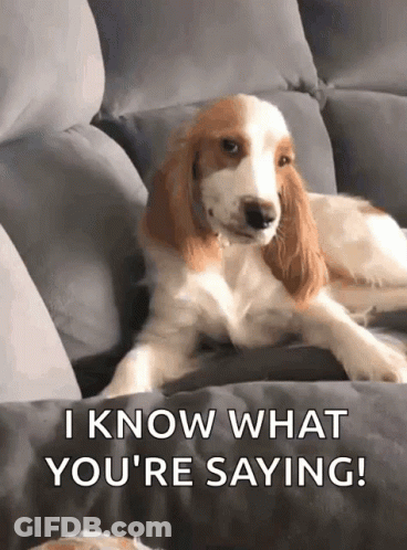 Cocker Spaniel Laying On Couch Saying I Know What You're Saying GIF
