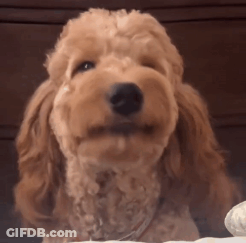 Cocker Spaniel Looking At Camera With Mouth Open GIF