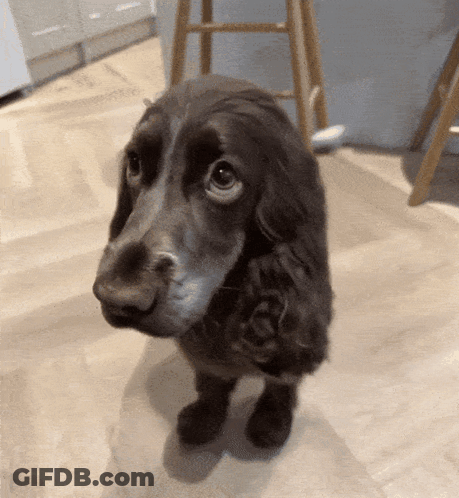 Cocker Spaniel Looking Up At Camera GIF