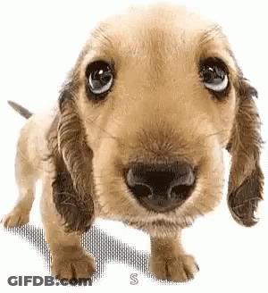 Cocker Spaniel Puppy Looking At Camera GIF
