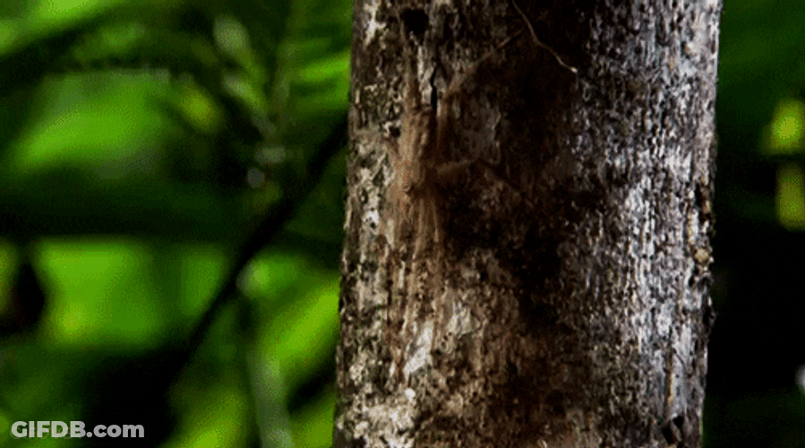 Cockroach Climbing A Tree GIF