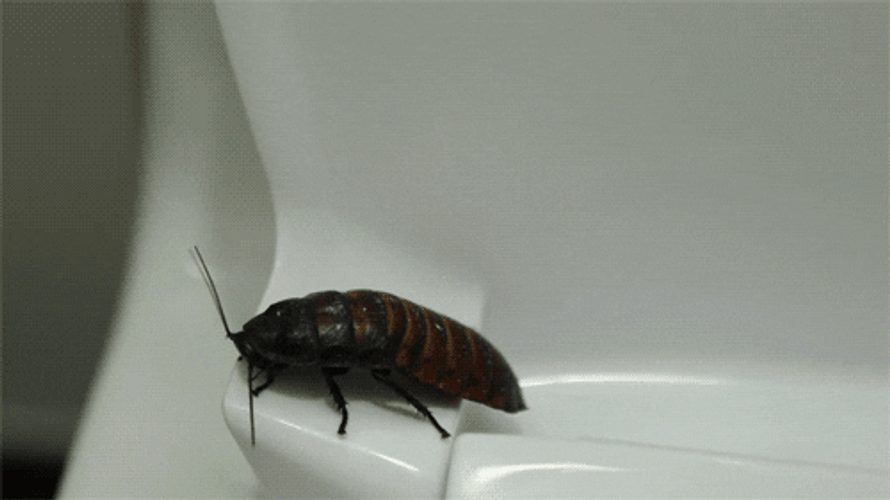 Cockroach Crawling In Toilet GIF
