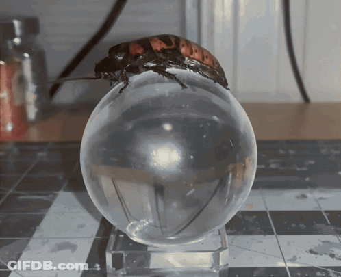 Cockroach Crawling On Clear Egg GIF