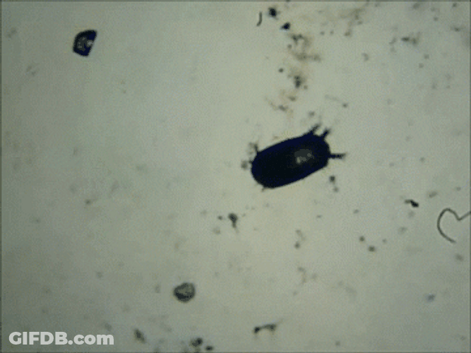 Cockroach Crawling Slowly GIF