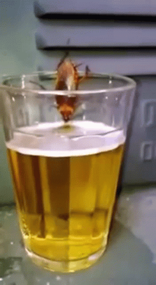 Cockroach Drinking Beer GIF