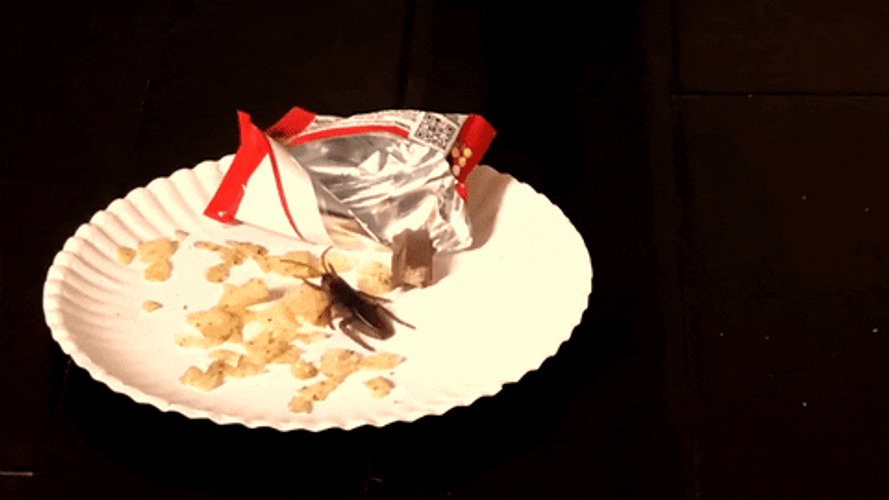 Cockroach Eating Junk Food GIF
