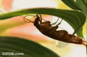 Cockroach Laying On Green Leaf GIF