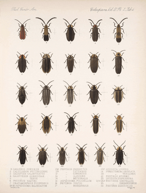 Cockroach Line Up Collection GIF