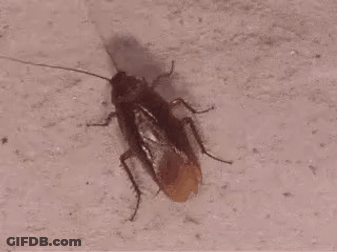 Cockroach Looking For Food GIF