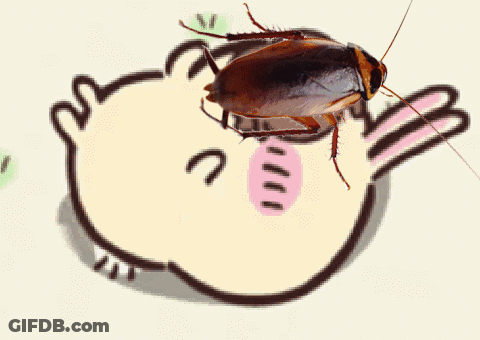 Cockroach On Rabbit Drawing GIF