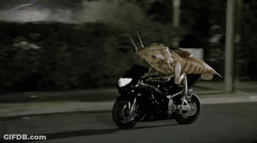 Cockroach Riding A Motorcycle GIF