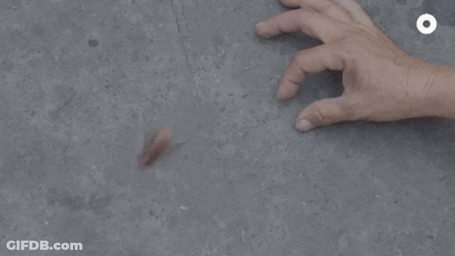 Cockroach Wanted To Get Pinched GIF