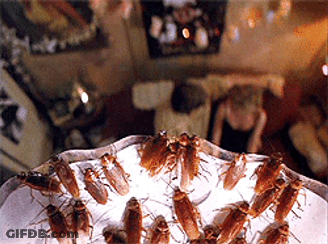 Cockroaches Above A Couple GIF