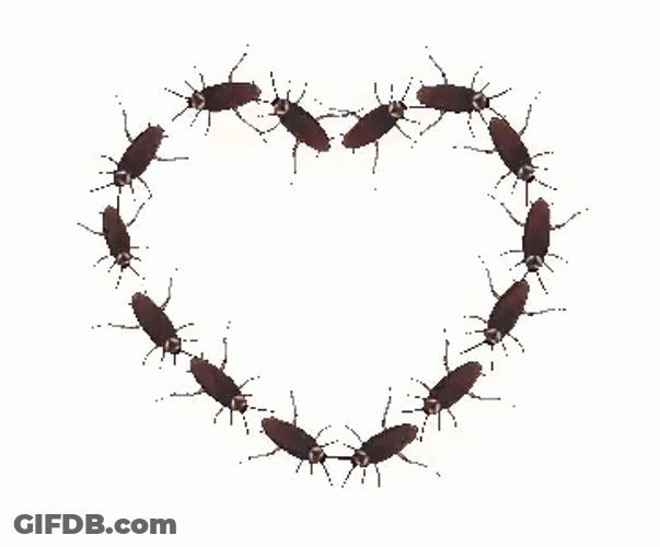 Cockroaches Forming Heart GIF