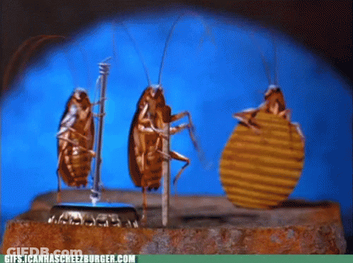 Cockroaches Standing Together With Gifs.icanhascreezburger.com GIF