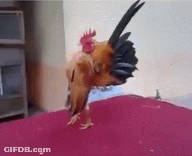 Cocky Rooster Flapping Wings GIF