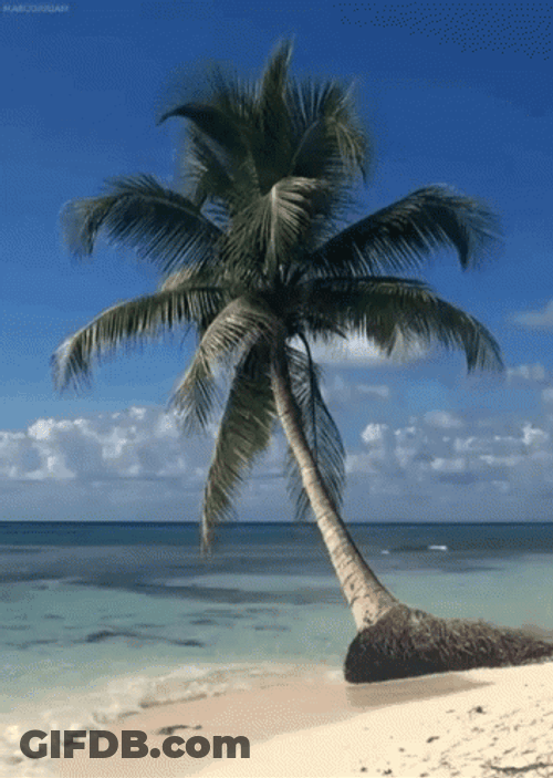Coconut Tree On The Beach GIF